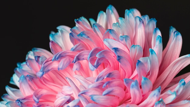 Jolie macro fleur rose et bleue