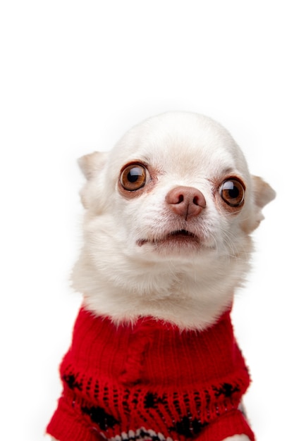 Jolie pose. Petit chien Chihuahua posant comme un cerf de Noël isolé sur fond blanc.