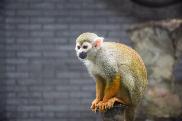 Jolie singe assis sur une bûche