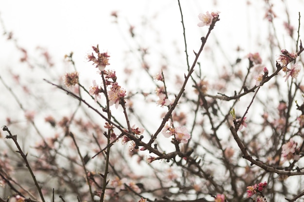 Jolie vue des brindilles en fleurs