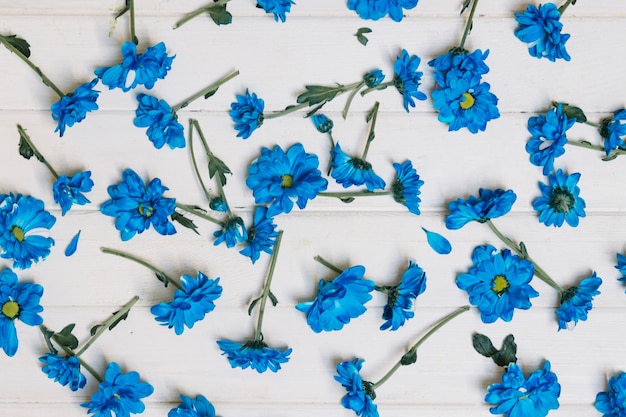 Jolies fleurs bleues