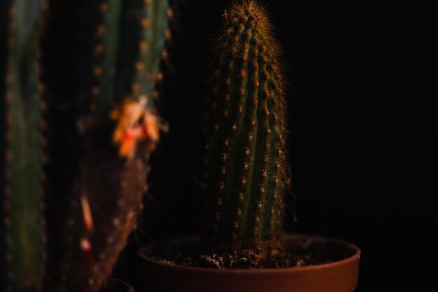 Jolis cactus en pots