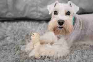 Photo gratuite jouet de tenue de chien mignon