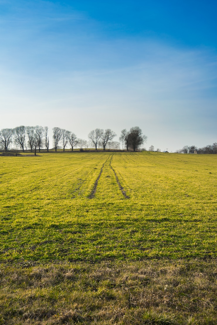 Photo gratuit une journée ensoleillée dans le champ