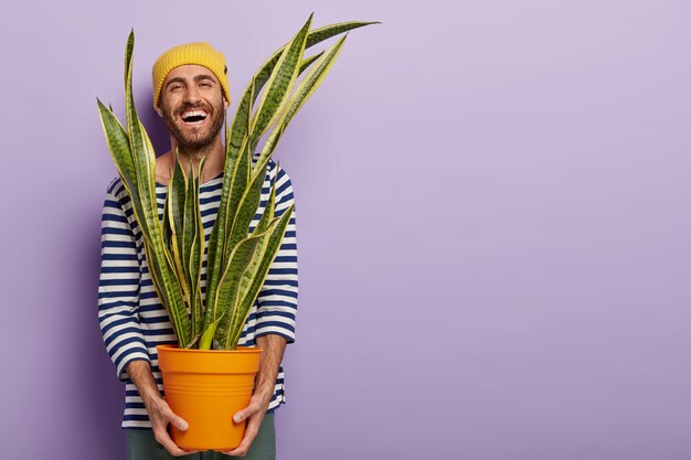 Joyeux mec optimiste porte un pot avec une plante d'intérieur, rit joyeusement, porte un pull marin rayé