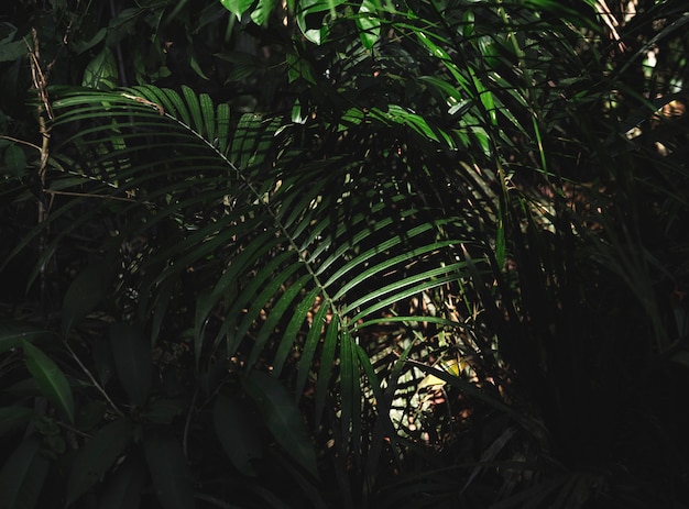 Photo gratuite jungle de la forêt verte avec des feuilles de palmier