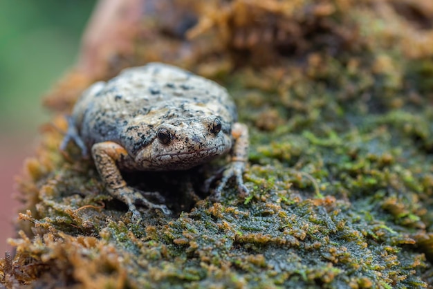 Photo gratuite kaloula baleata crapaud gros plan sur mousse gros plan animal crapaud indonésien