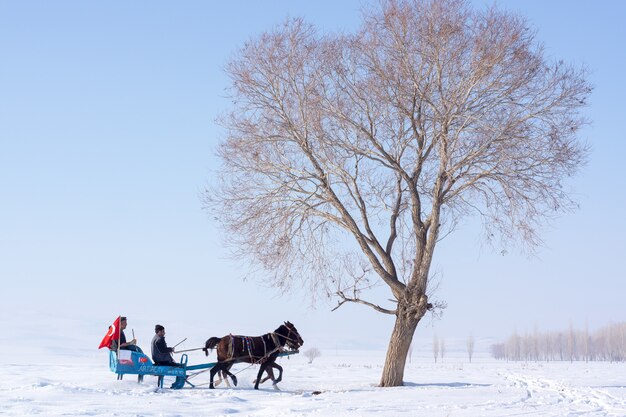 Kars, turquie - 13 février 2014 : traîneau tiré par un cheval dans le village d'arpacay. plaisirs d'hiver turcs traditionnels.