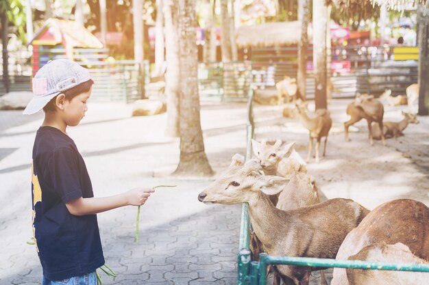 Kid nourrit joyeusement la nourriture au cerf