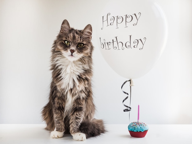 Kitty Et Ballon D Helium Avec Les Salutations D Anniversaire Photo Premium Kitty Et Ballon D Helium Avec Les Salutations D Anniversaire Photo Premium