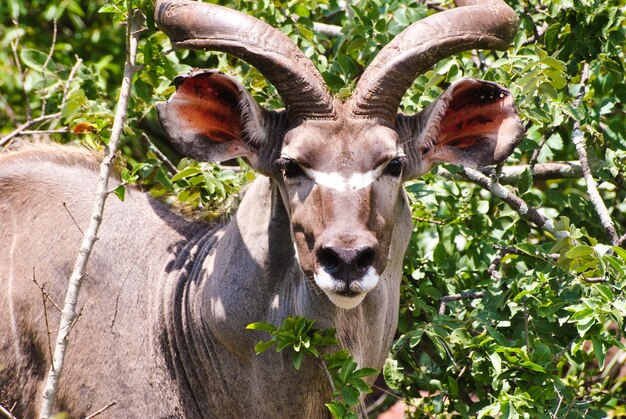 Kudu debout devant des plantes vertes