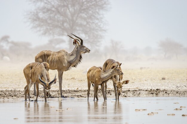 Kudus drinken à Nxai Pan, Botswana