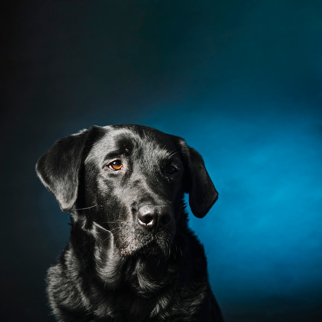 Photo gratuite labrador noir retriever