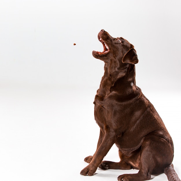Labrador retriever brun posant