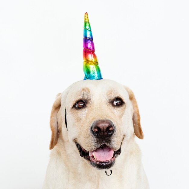 Labrador Retriever mignon avec une casquette de licorne