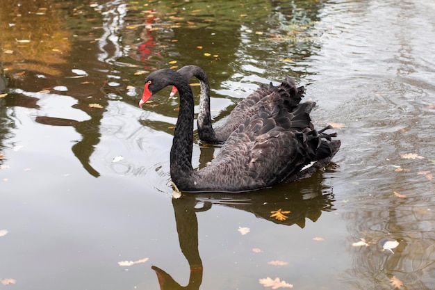 Lac Aux Oiseaux. Les Cygnes Noirs Nagent Photo Premium