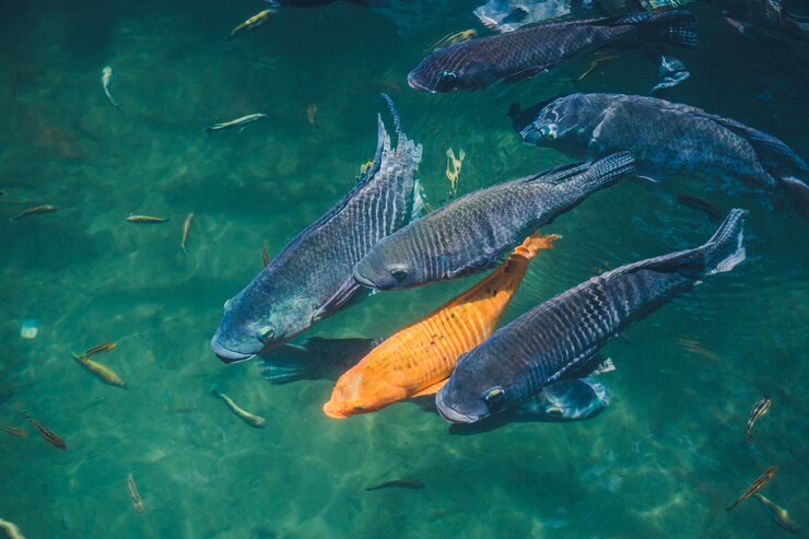 Lac de fond naturel avec des poissons colorés