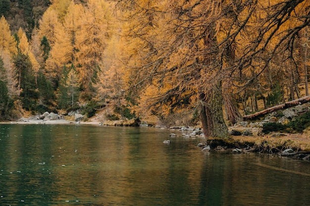 Lac de montagne calme et sapins colorés d'automne le long d'un rivage rocheux