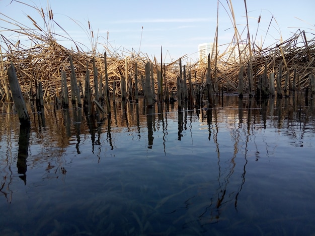 Lac avec des plantes et des branches