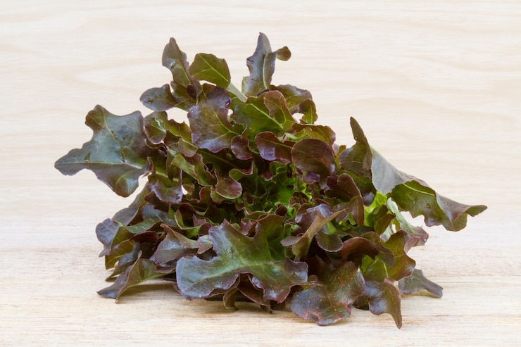 Photo gratuit laitiere red oak