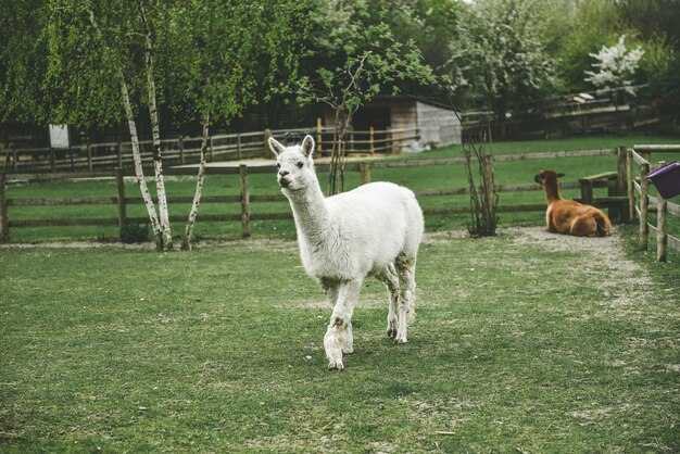 Lama blanc marchant et un lama brun assis sur l'herbe dans un parc