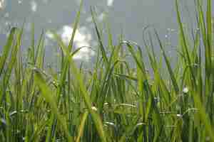 Photo gratuite lames d'herbe avec fond de ciel