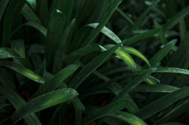 Lames d&#39;herbe fraîche