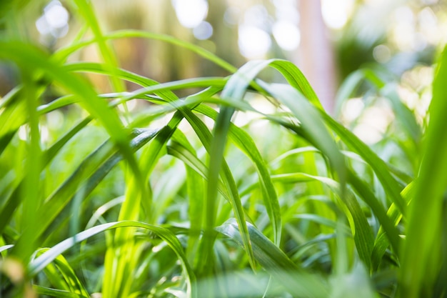 Lames d&#39;herbe sur une journée ensoleillée