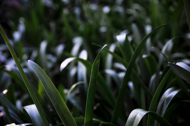 Lames d&#39;herbe tranchantes