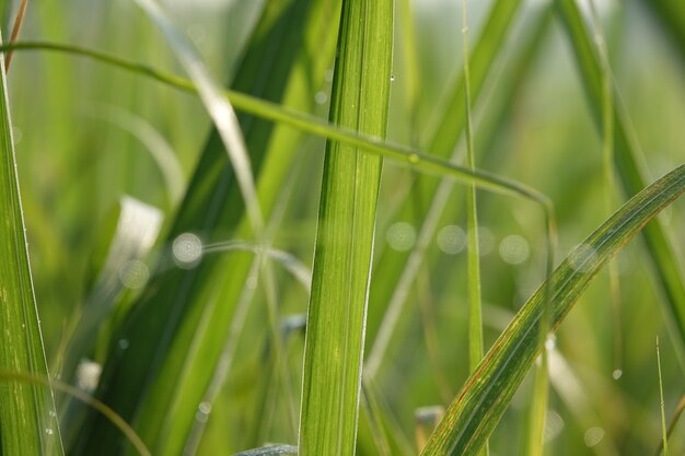 Lames d&#39;herbe