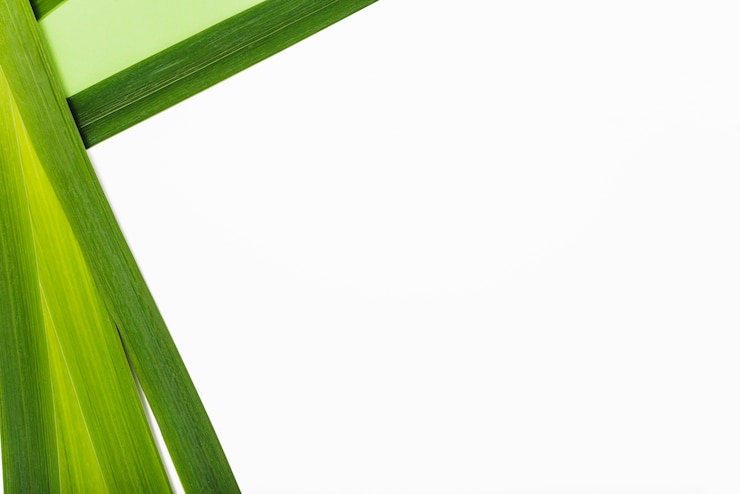 Photo gratuit lames de plantes exotiques