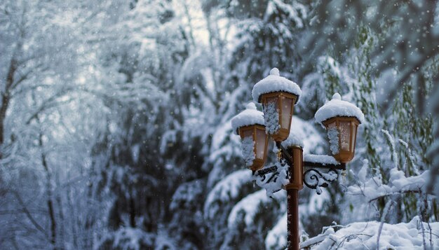 Lampe derrière plusieurs arbres couverts de neige en hiver