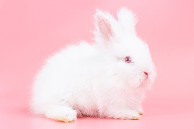 Lapin Bebe Blanc Adorable Sur Fond Rose Mignon Bebe Lapin Photo Premium