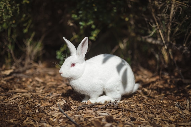 Lapin blanc au sol