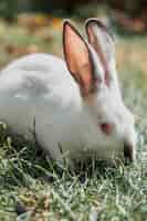 Photo gratuite lapin blanc moelleux se cachant dans l'herbe