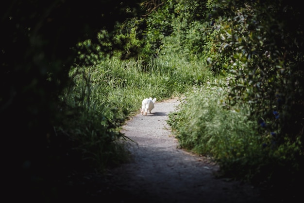 Lapin blanc qui court sur le chemin