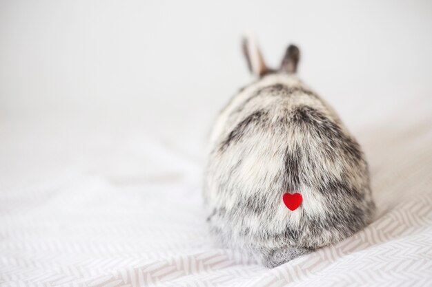 Lapin avec coeur d&#39;ornement sur fourrure