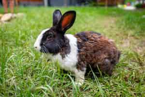 Photo gratuite lapin domestique dans l'herbe verte