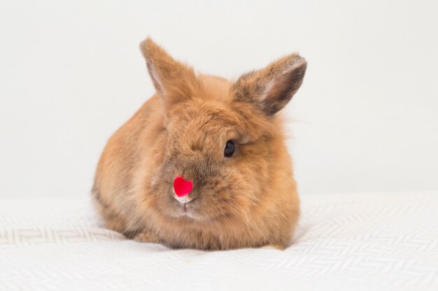 Lapin drôle avec petit coeur rouge décoratif sur le nez