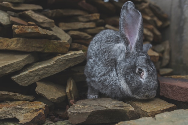 Lapin gris assis sur des pierres