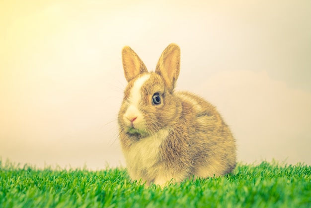 Lapin sur l&#39;herbe verte pour vacances de Pâques (procès- image Filtré