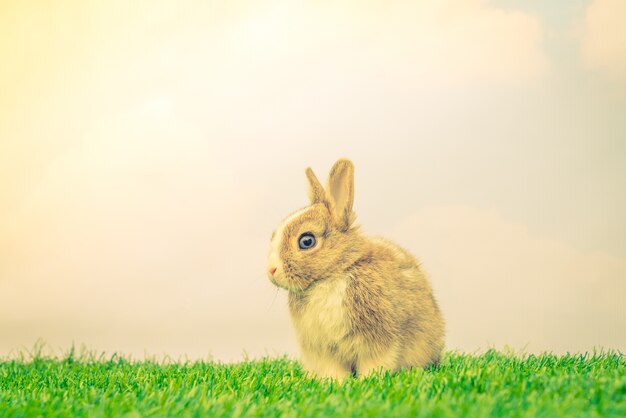 Lapin sur l&#39;herbe verte pour vacances de Pâques (procès- image Filtré