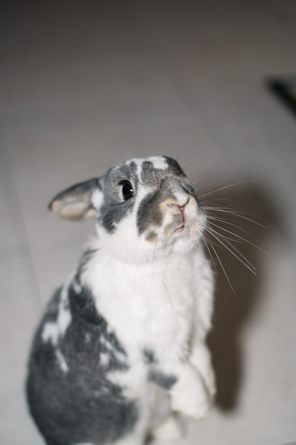 Lapin mignon assis sur le sol