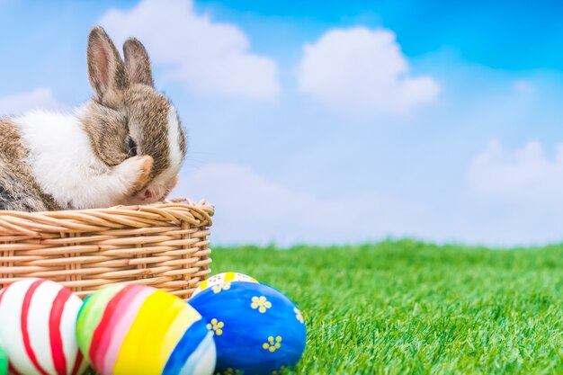 Lapin et oeufs de Pâques dans l&#39;herbe verte avec le ciel bleu