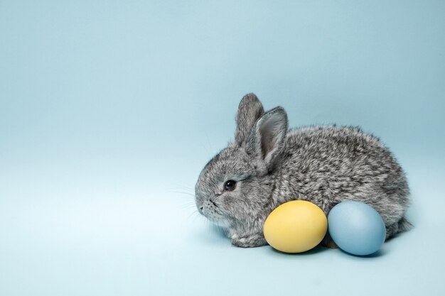 Lapin de Pâques avec des oeufs peints sur fond bleu. Concept de vacances de Pâques.