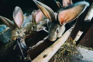 Photo gratuite les lapins boivent de l'eau dans la cage