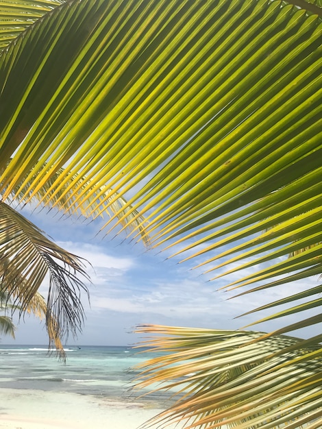 Photo gratuite de larges feuilles de palmier se lèvent jusqu'au ciel