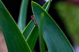 Photo gratuite larve de ver luisant rose et noir du mal à descendre la feuille d'une plante dans la campagne maltaise