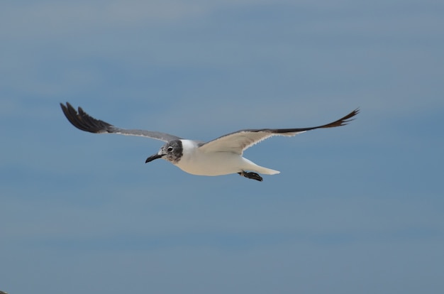 Laughing Gull volant avec les ailes déployées dans le ciel
