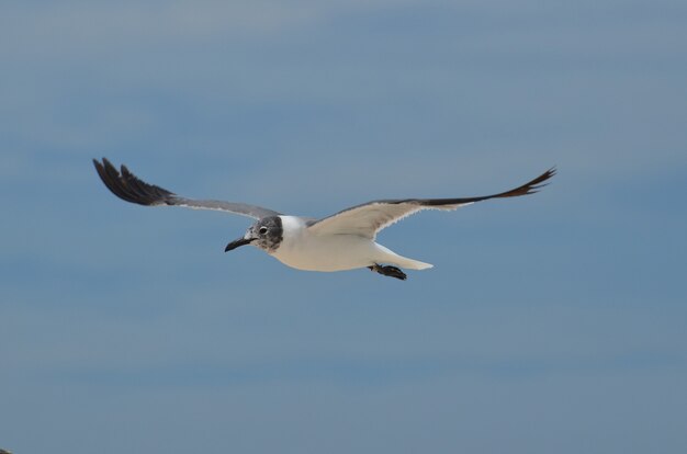 Laughing Gull volant avec les ailes déployées dans le ciel